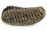 Fossil Woolly Mammoth Molar - Siberia #259874-2